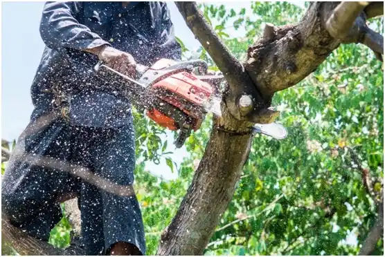 tree services Schwenksville